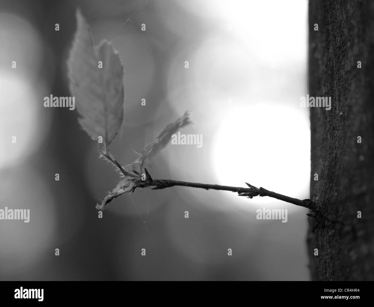A small branch with young leaves on a trunk - black and white photography Stock Photo