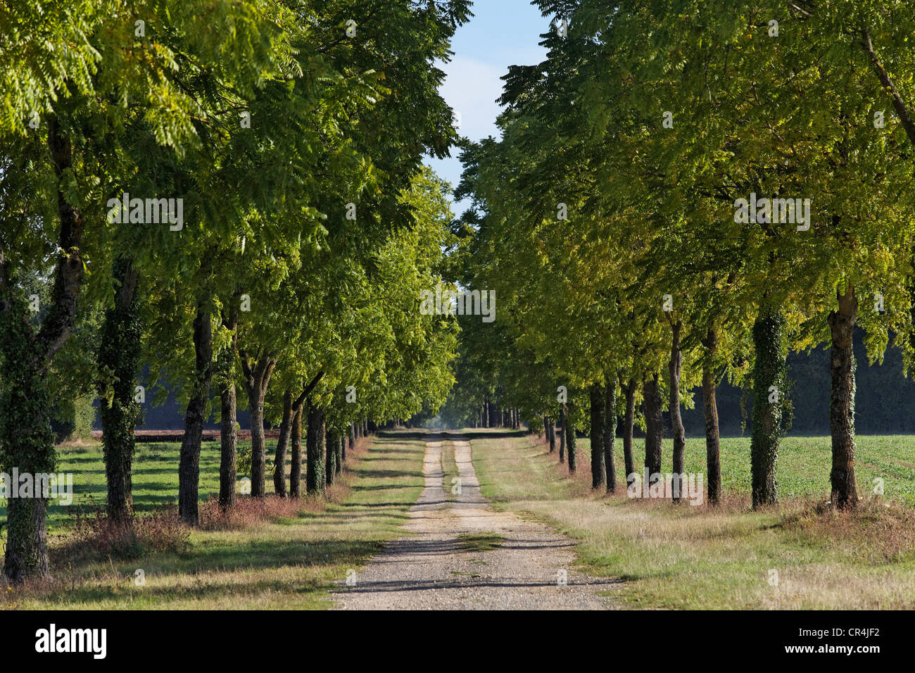 Tree-lined path, Persian walnut or English walnut (Juglans regia), Cher, France, Europe Stock Photo