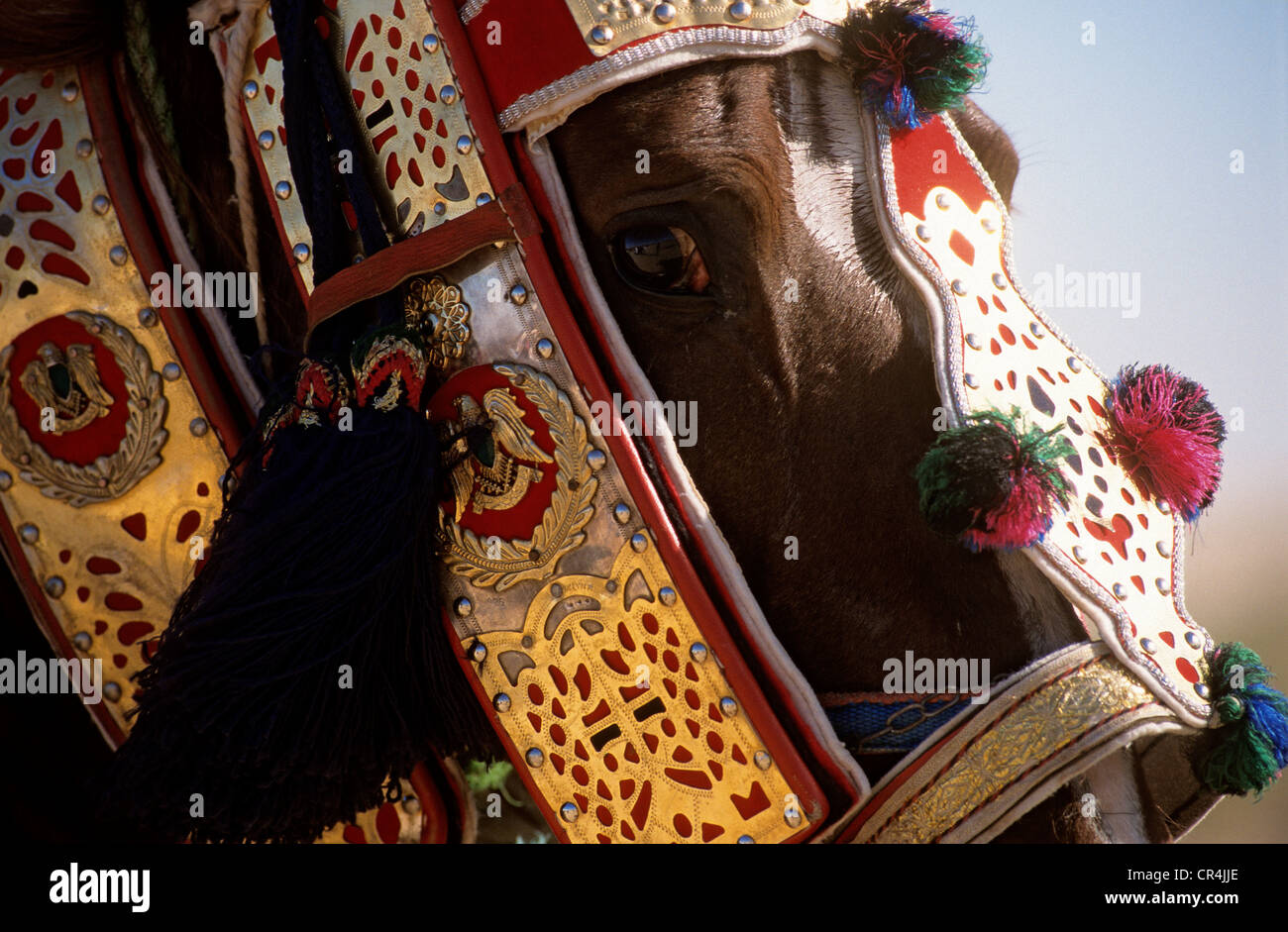 Tunisia, Kebili Governorate, Douz, Desert Festival, Purebred Arabian horse, here for a traditional Fantasia Stock Photo