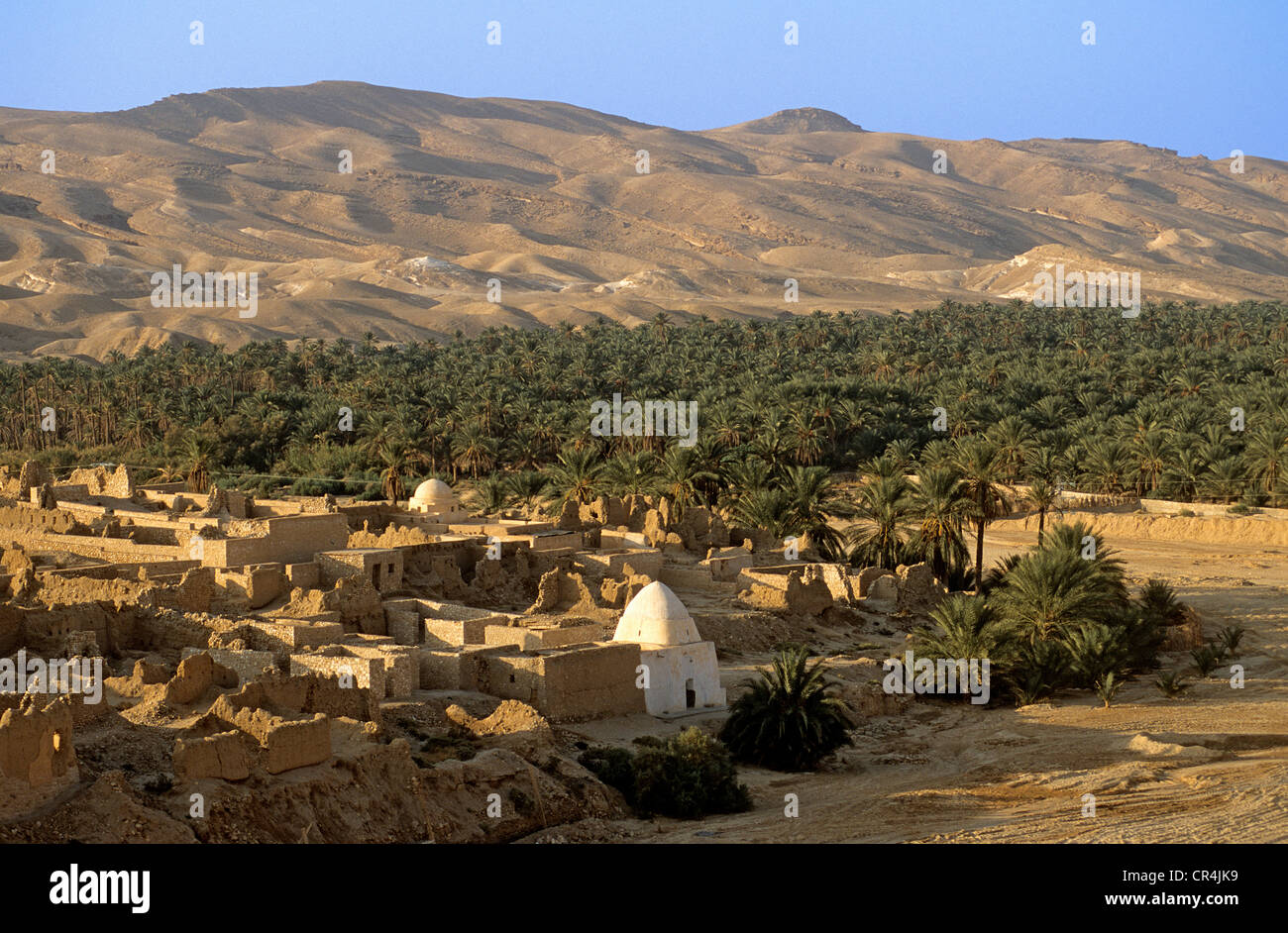 Tunisia, Tozeur Governorate, Tamerza, mountain oasis at the bottom of Atlas Mountain range, palm grove Stock Photo