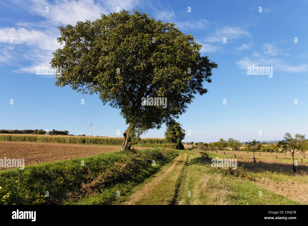 Tree and dirt track, rural landscape, Limagne plain toward Gannat, Puy de Dome, France, Europe Stock Photo