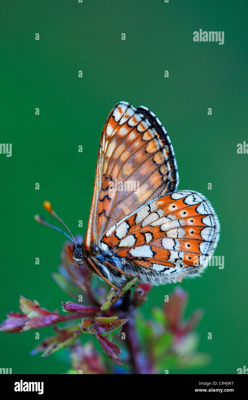 marsh fritillary euphydryas aurinia butterfly portrait at rest Stock Photo