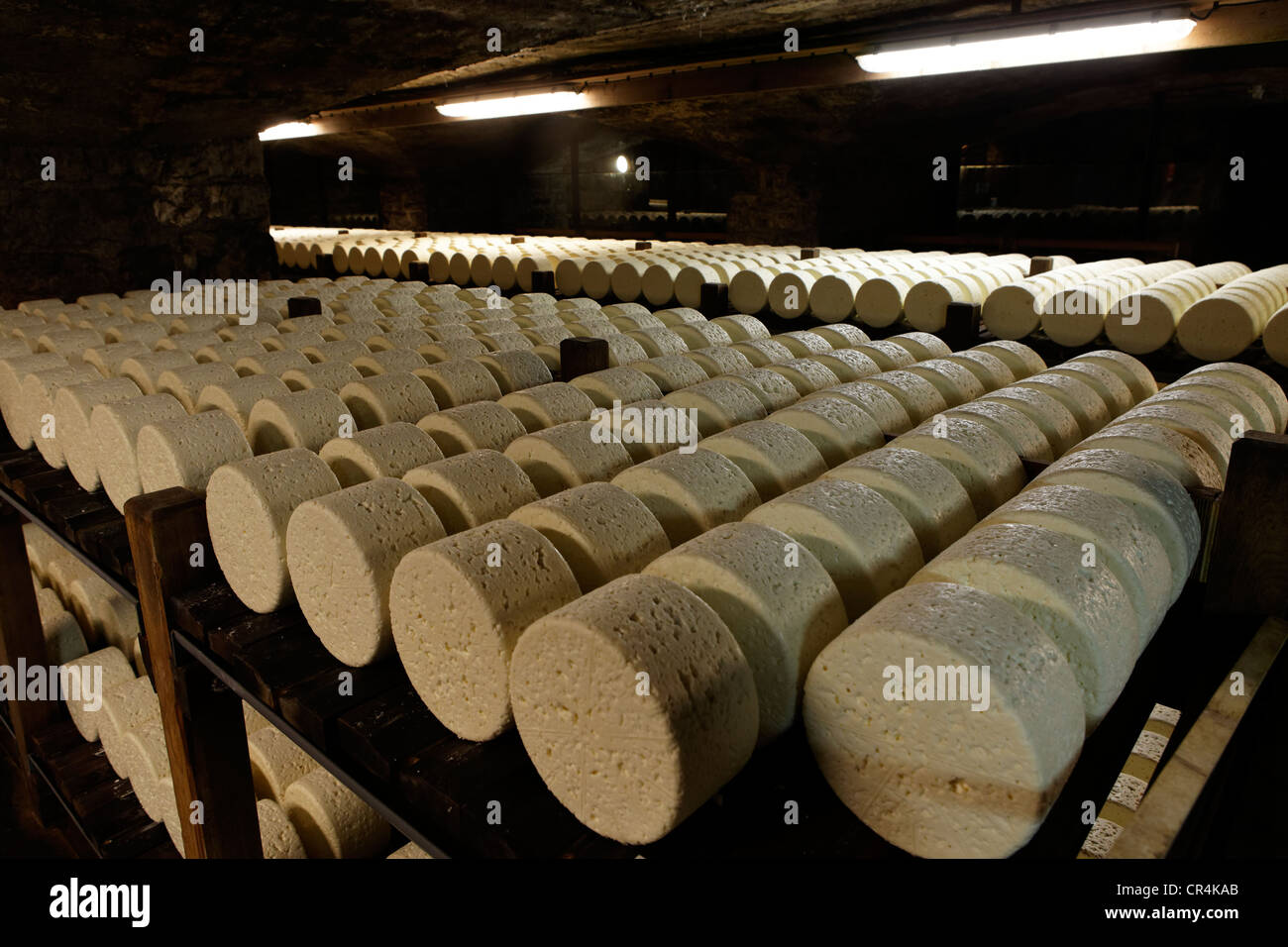 Rows of cheese stored in the maturing cellars of the Roquefort Societe, Roquefort-sur-Soulzon, Aveyron, France, Europe, Stock Photo