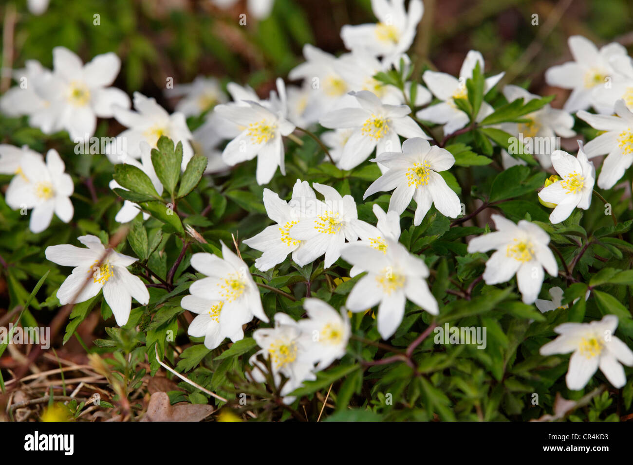 Wood anemone, Windflower, Thimbleweed or Smell fox (Anemone nemorosa