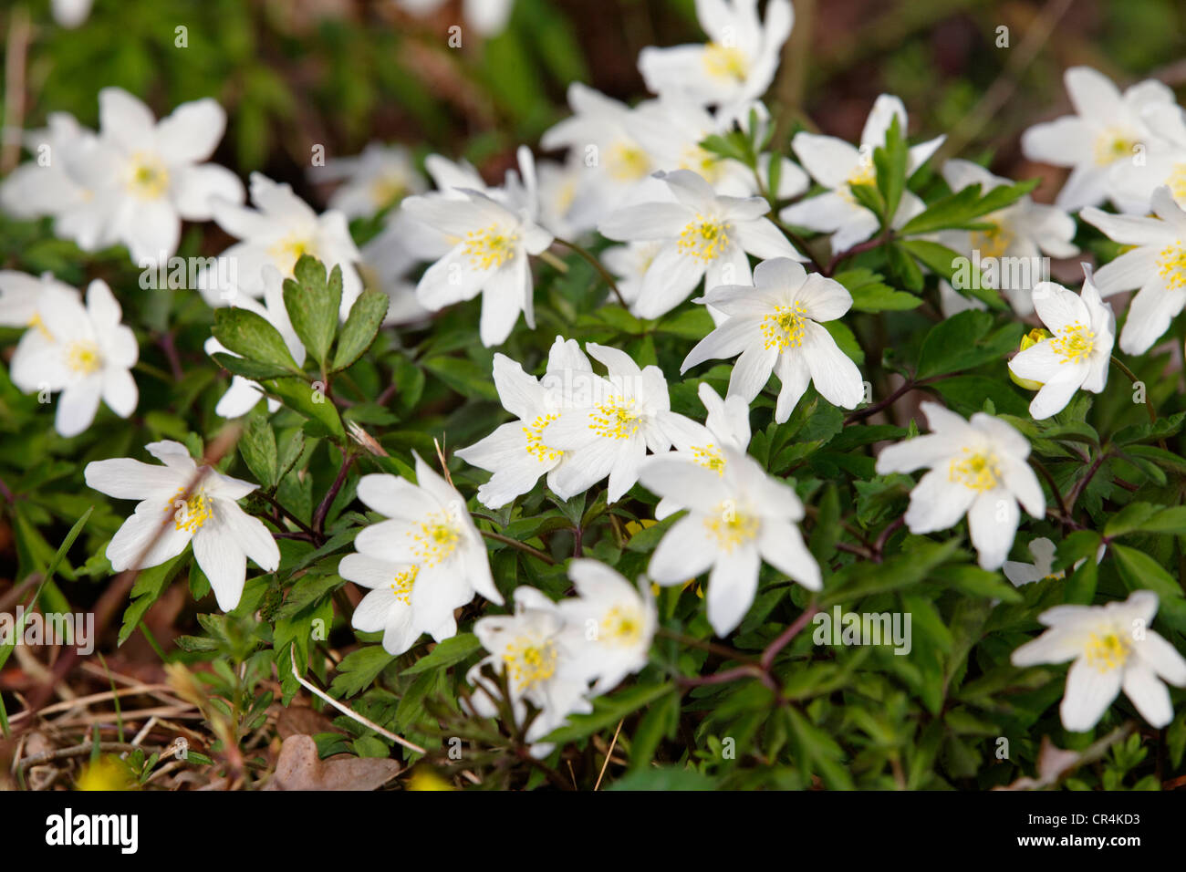 Wood anemone, Windflower, Thimbleweed or Smell fox (Anemone nemorosa), Allier, France, Europe Stock Photo