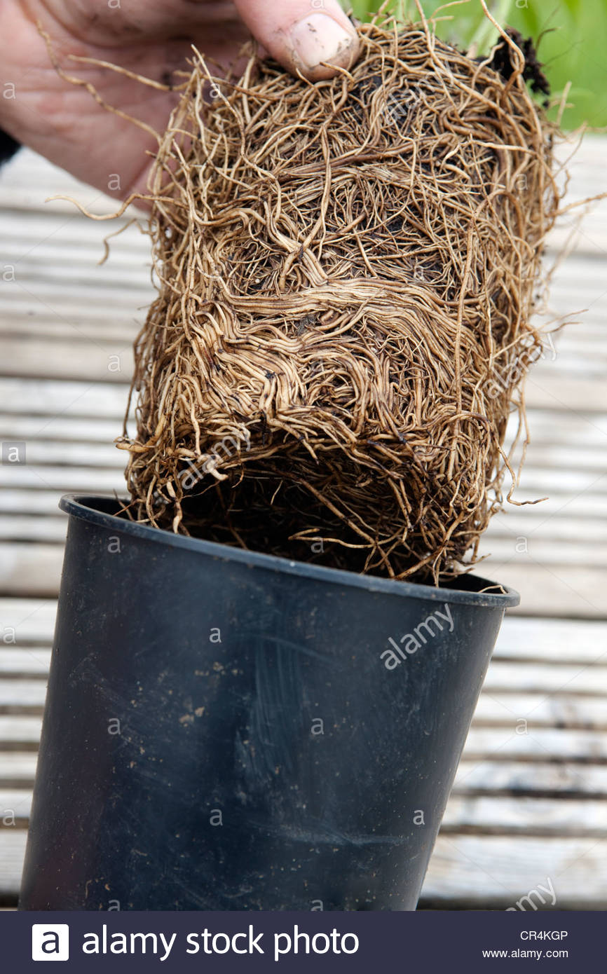 Root Bound Stock Photos & Root Bound Stock Images - Alamy