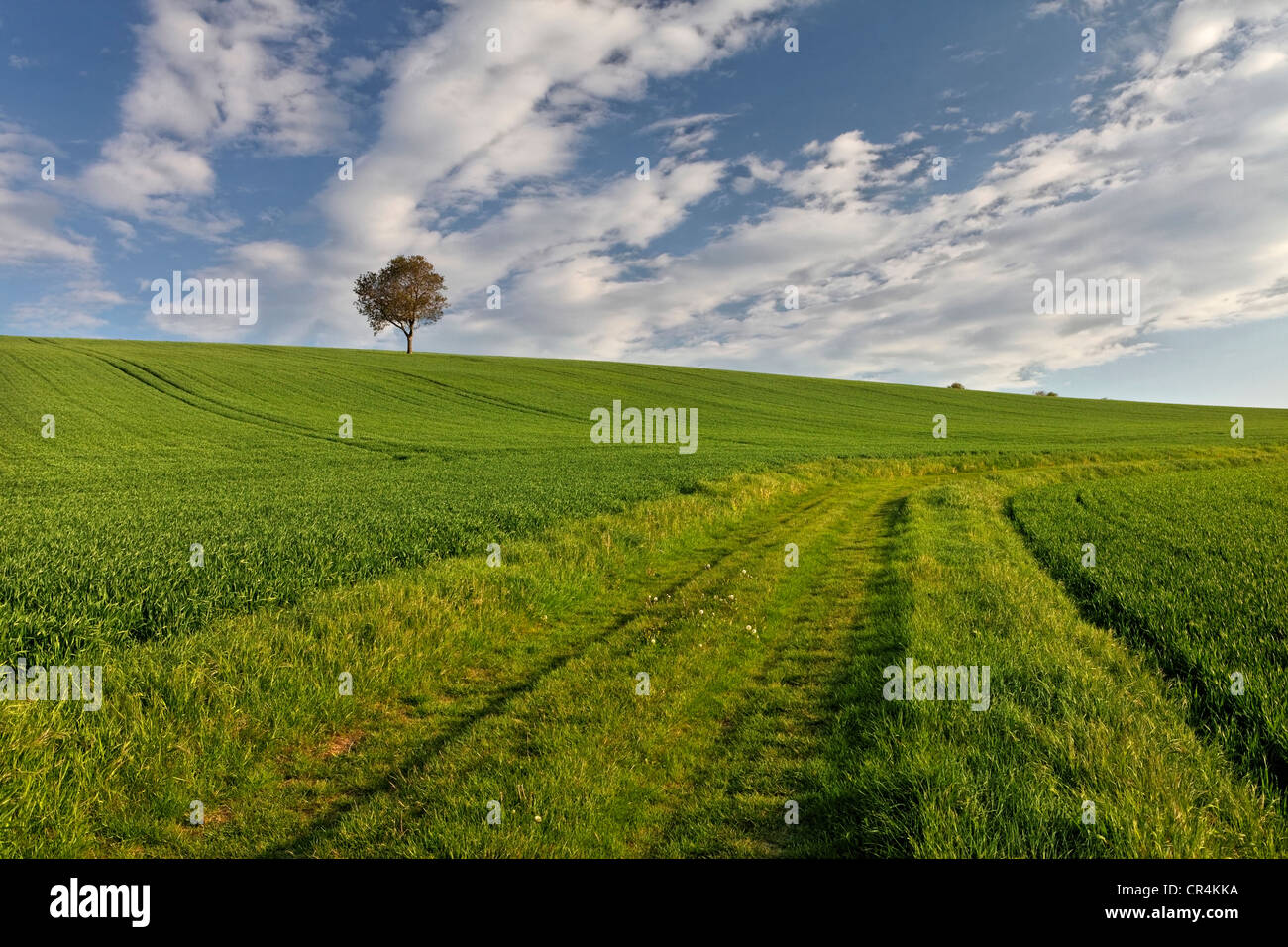 Isolate tree, green field, agricultural landscape, Puy de Dome, Auvergne, France, Europe Stock Photo