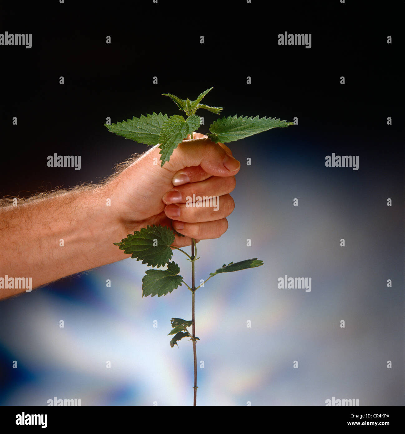 close-shot-male-hand-holding-nettle-CR4KPA.jpg