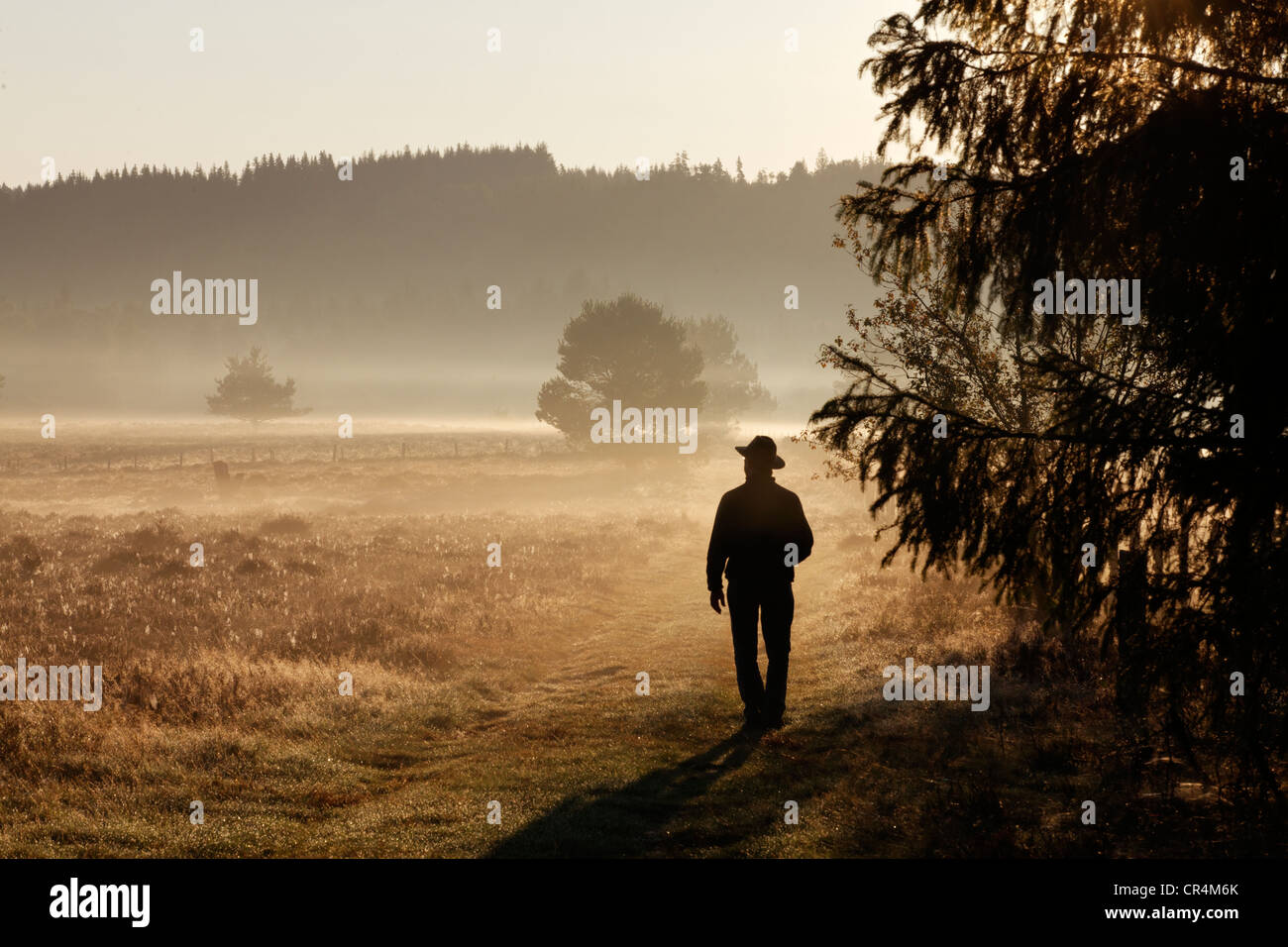 Peat bog of Longeroux, Parc Naturel Regional de Millevaches en Limousin, Millevaches Regional Natural Park, , France, Europe Stock Photo