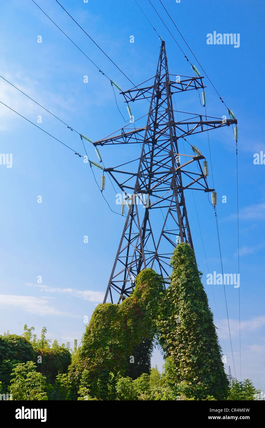 Old electricity pylon covered wild vine against blue sky Stock Photo