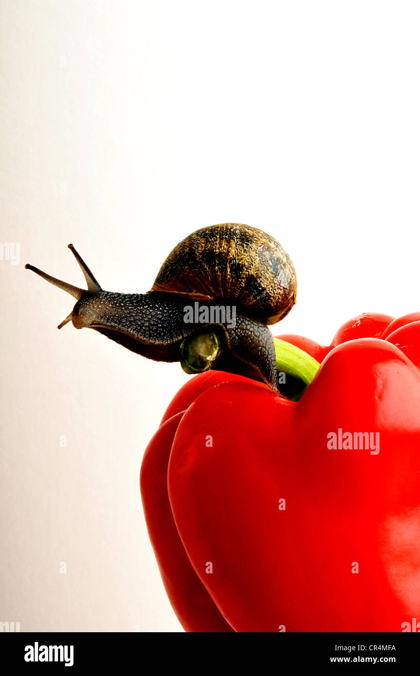 live snail on capsicum pepper red Stock Photo