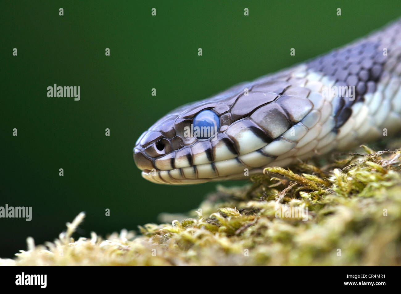 grass snake natrix reptile serpent Stock Photo