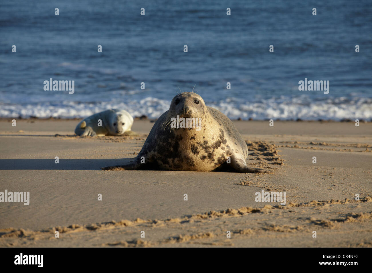 Seals on the beach at Winterton, Norfolk, England Stock Photo Alamy