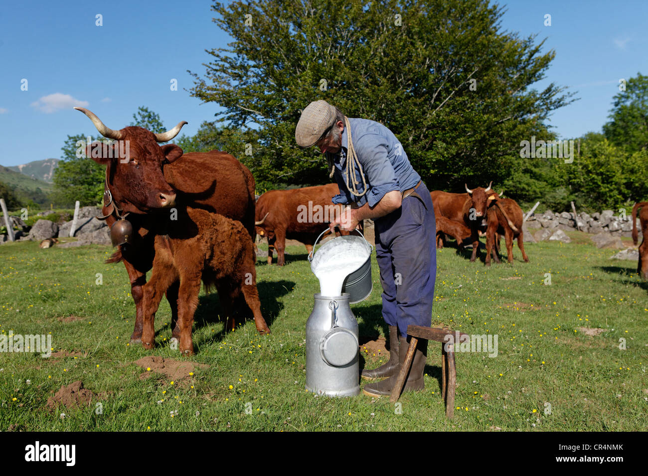 Farmer milking his cows, Fontaine Salee reserve, Auvergne Volcanoes Regional Nature Park, Puy de Dome, France, Europe Stock Photo
