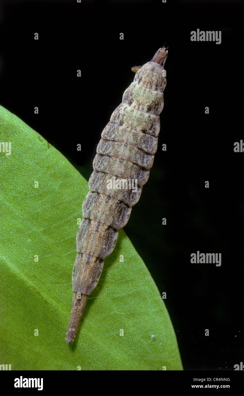 Larva of Horsefly (Tabanus sp.) Stock Photo
