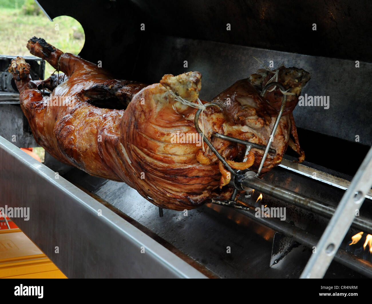 A healthy looking hog roast on a spit being roasted outside. Stock Photo