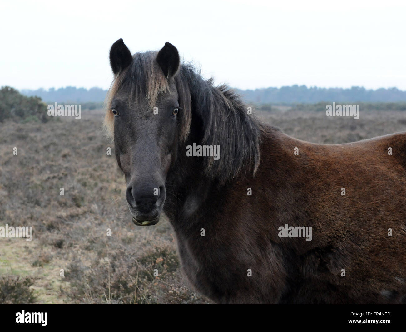 A strange looking New Forest pony. Stock Photo