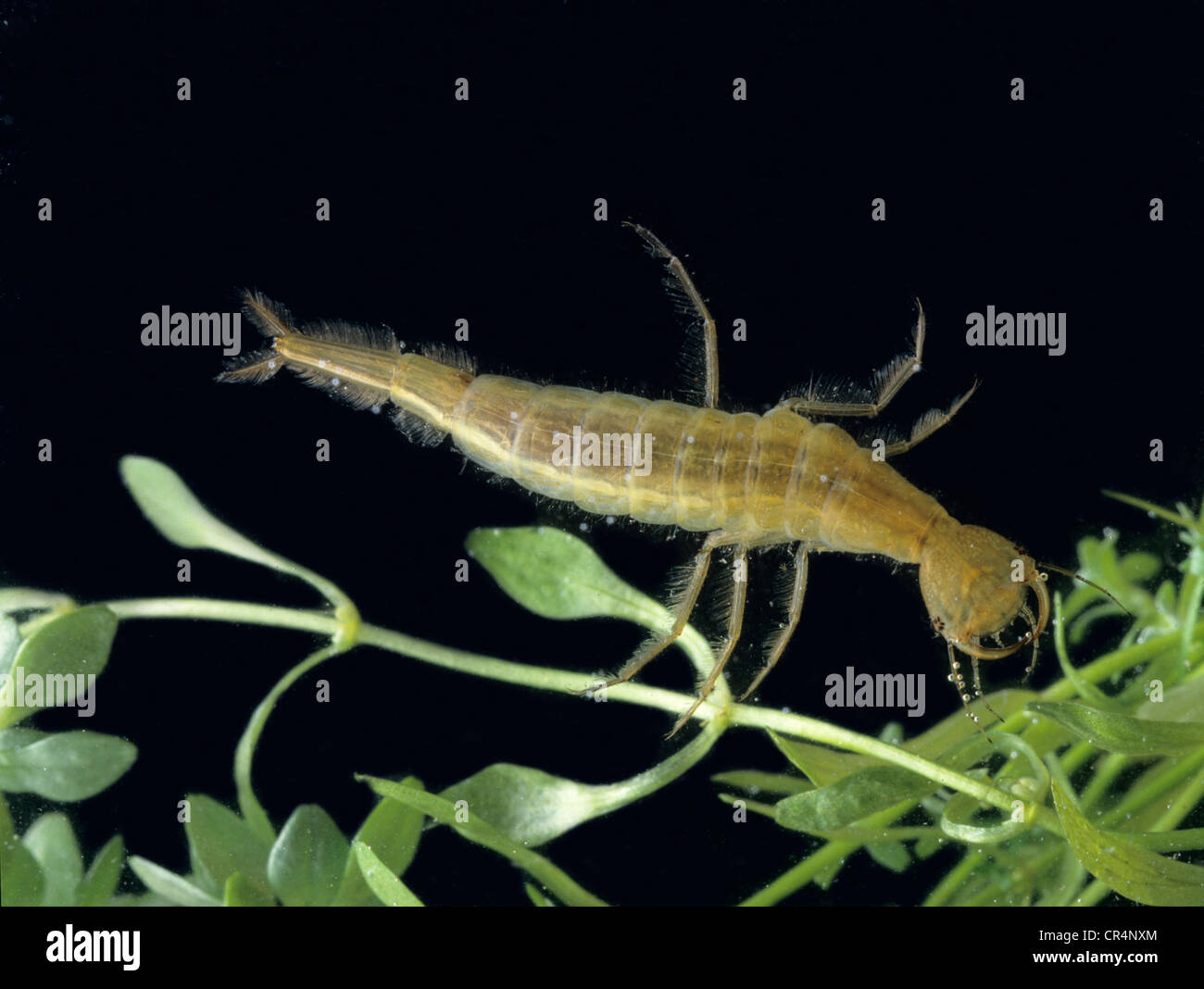 Great diving beetle (Dytiscus marginalis), larva Stock Photo