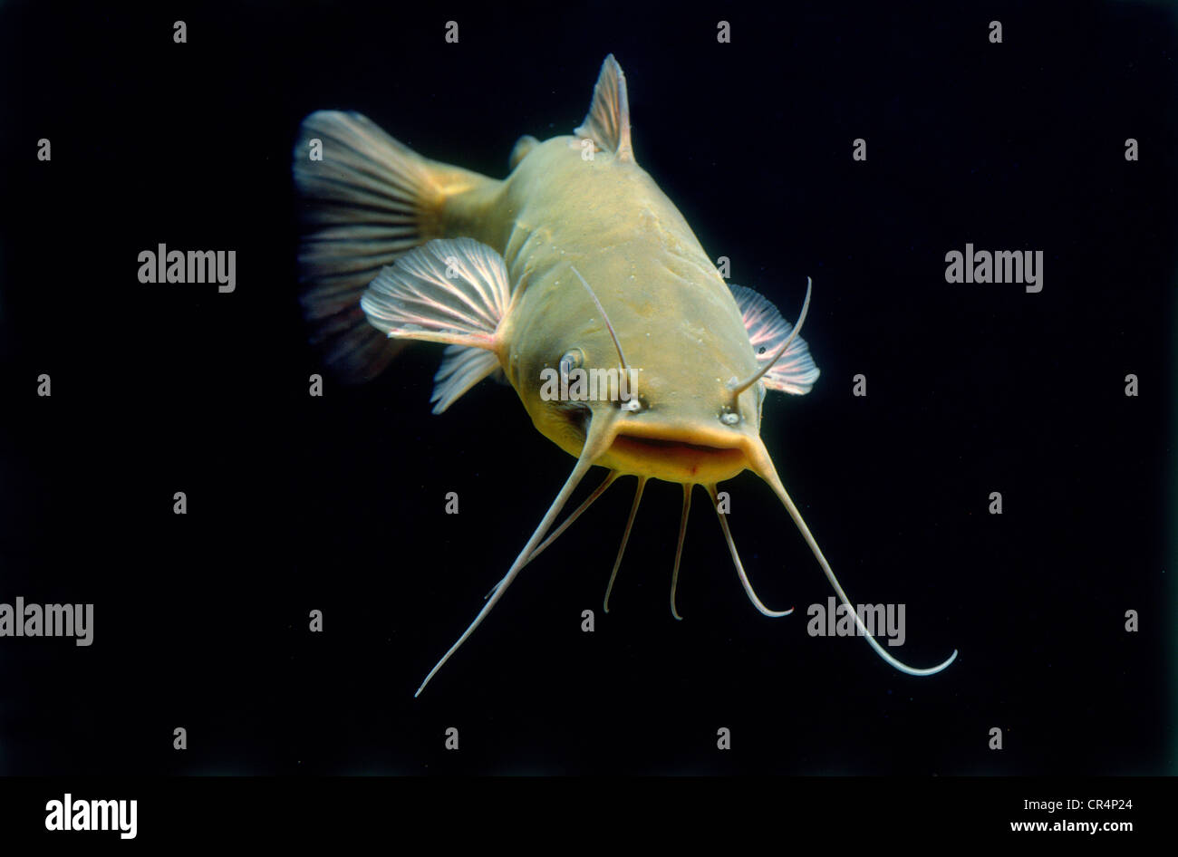 Catfish (Ictalurus melas) Stock Photo