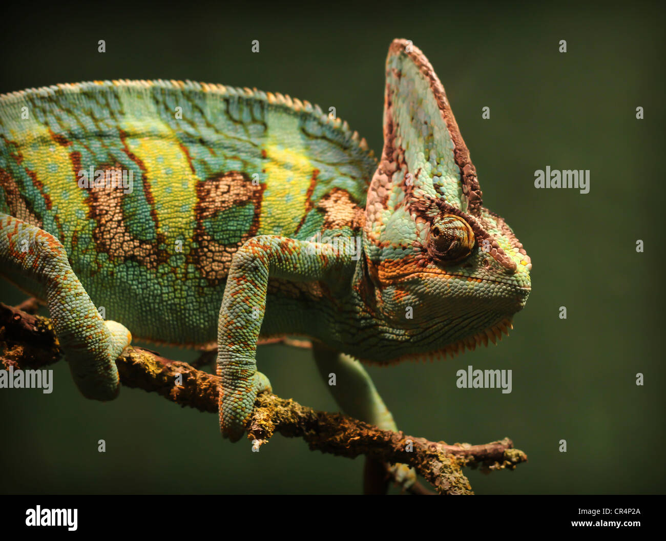 A veiled chameleon walking along a tree branch and looking at the camera. Stock Photo