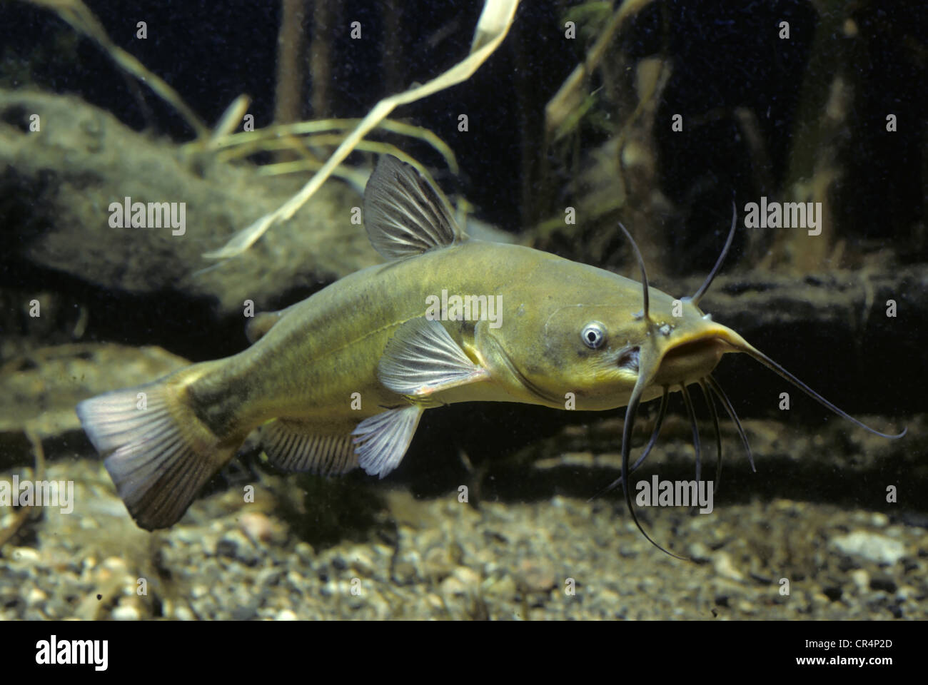 Catfish (Ictalurus melas) Stock Photo