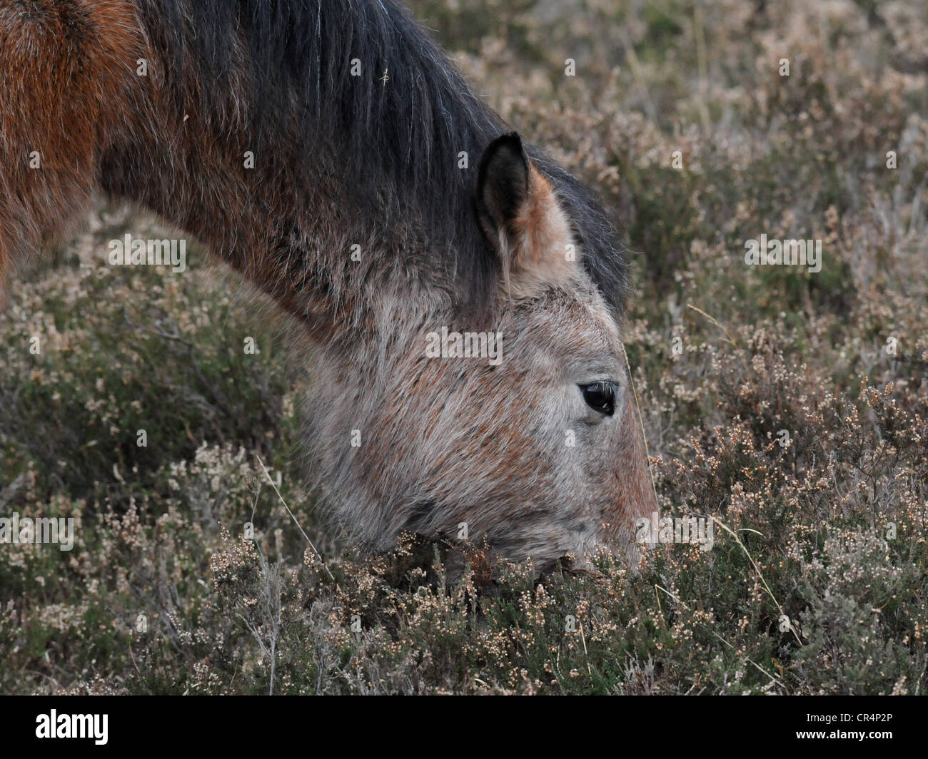View of Horse eating grass hi-res stock photography and images - Alamy