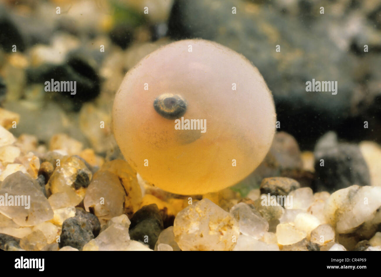 Brown trout (Salmo trutta fario), hatching, trout egg Stock Photo Alamy