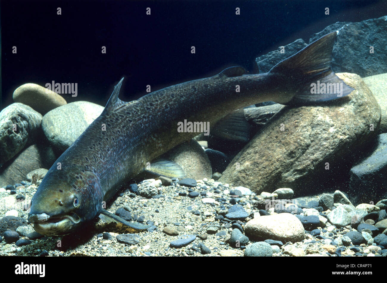 Atlantic salmon (Salmo salar) Stock Photo