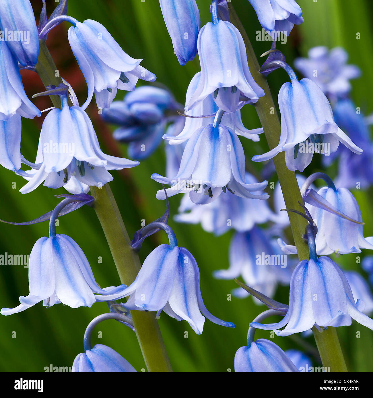 Closeup of Spring Flowering Bluebell Flowers in a Cheshire Garden England United Kingdom UK Stock Photo