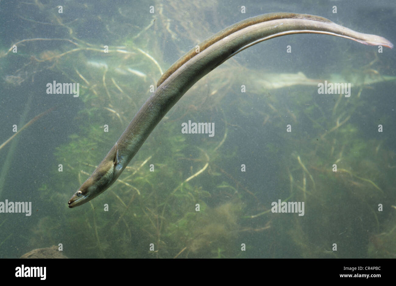 European eel (Anguilla anguilla) Stock Photo