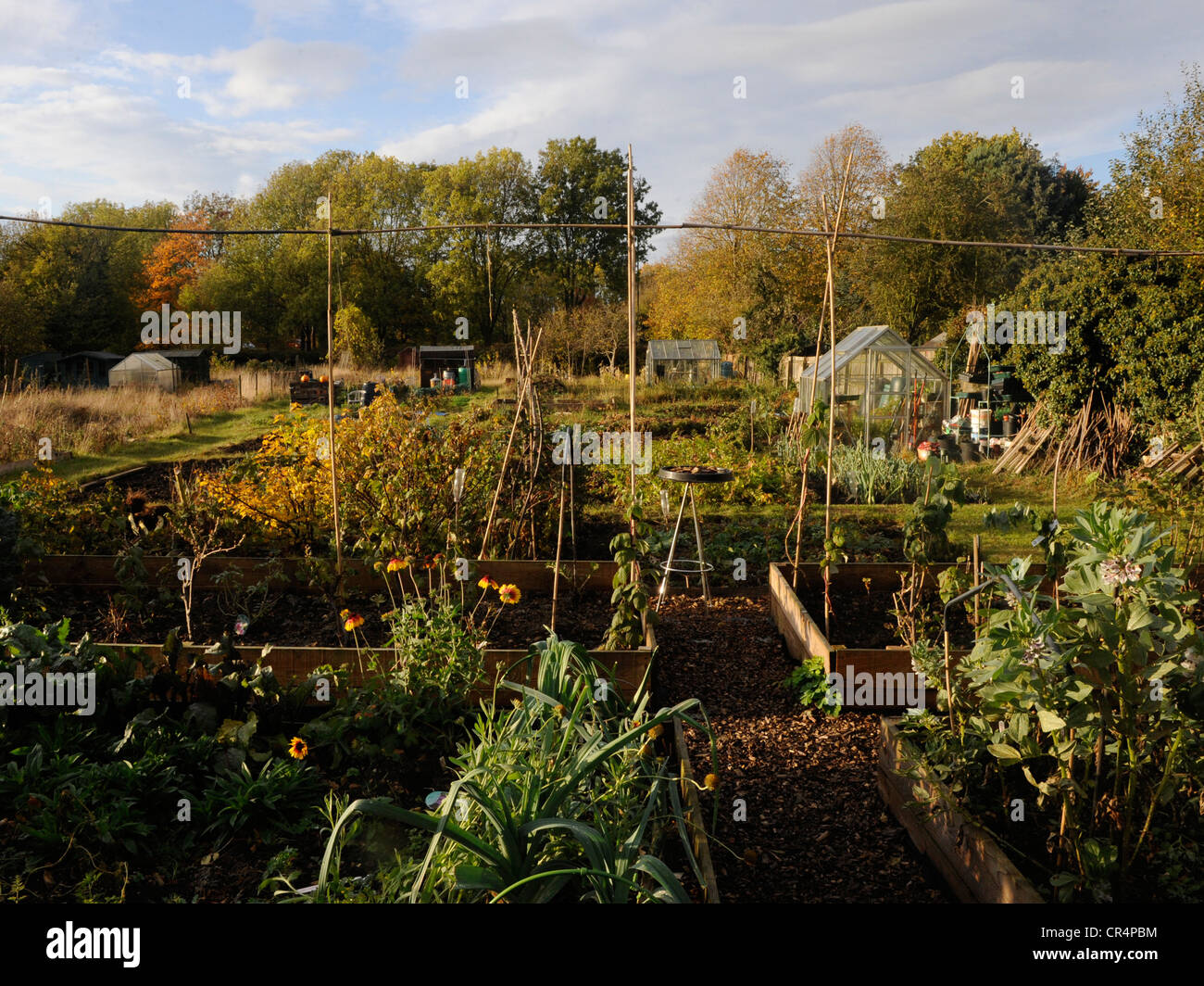 An organised allottment with canes and raised beds. Stock Photo