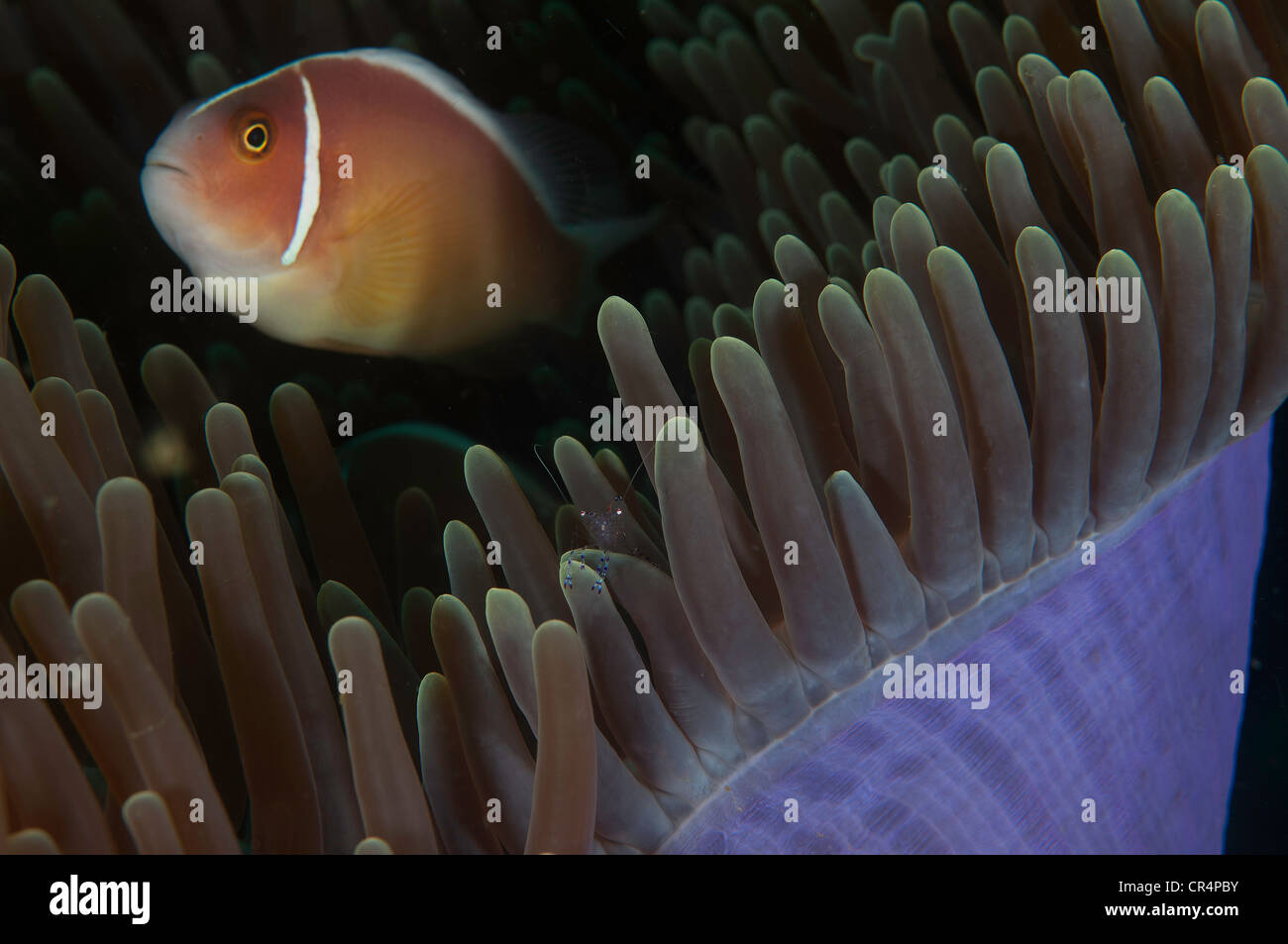 pink anemonefish (Amphiprion perideraion) and commensal shrimp look out from an anemone ball Stock Photo