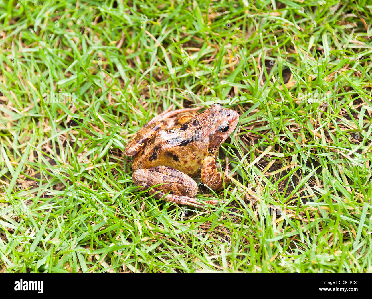 A Common Frog Rana Temporaria on a Lawn in a Garden in Cheshire England United Kingdom UK Stock