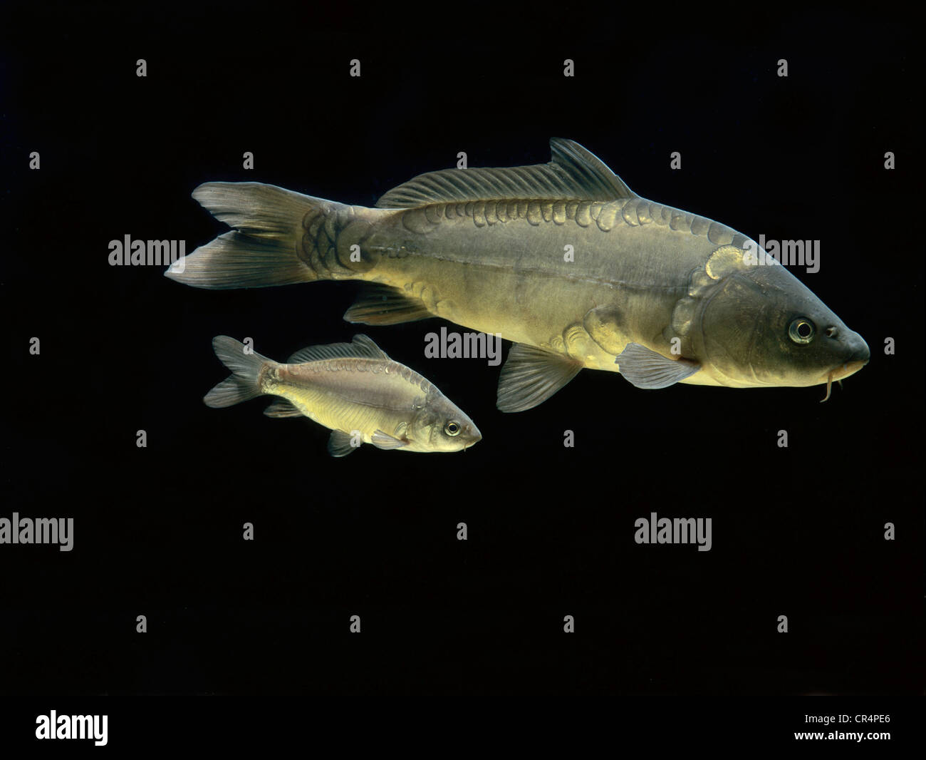 Common carps (Cyprinus carpio) Stock Photo