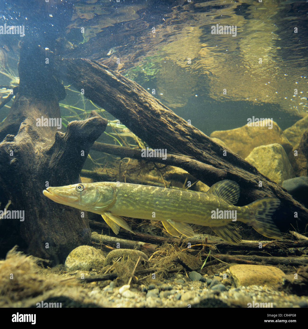 Northern pike (Esox lucius) Stock Photo