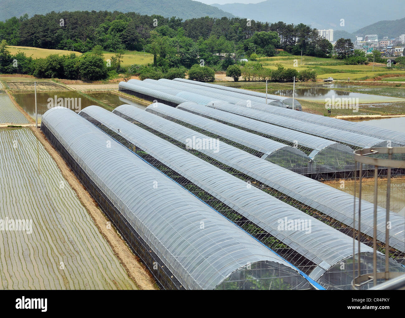 agriculture farming under glasshouse South Korea Stock Photo