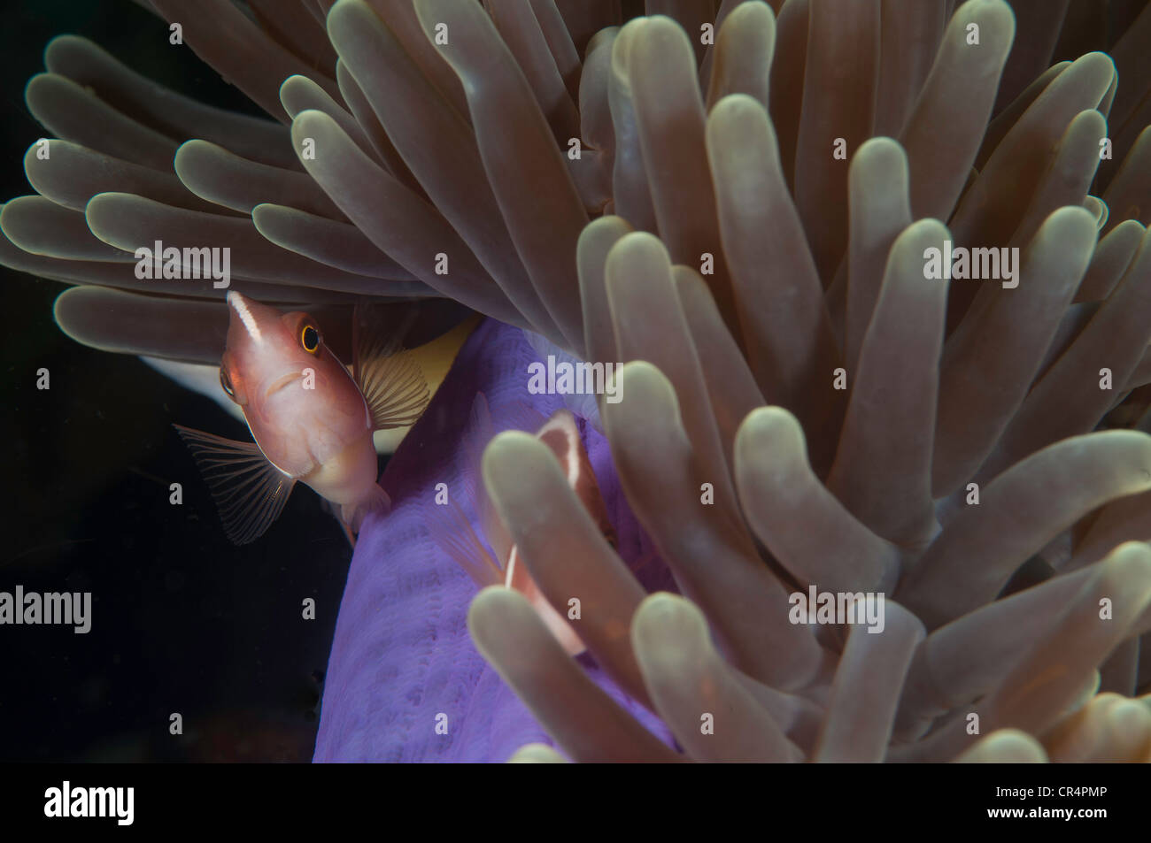 Pink anemonefish (Amphiprion perideraion) on a purple anemone ball in the Lembeh Straits Stock Photo