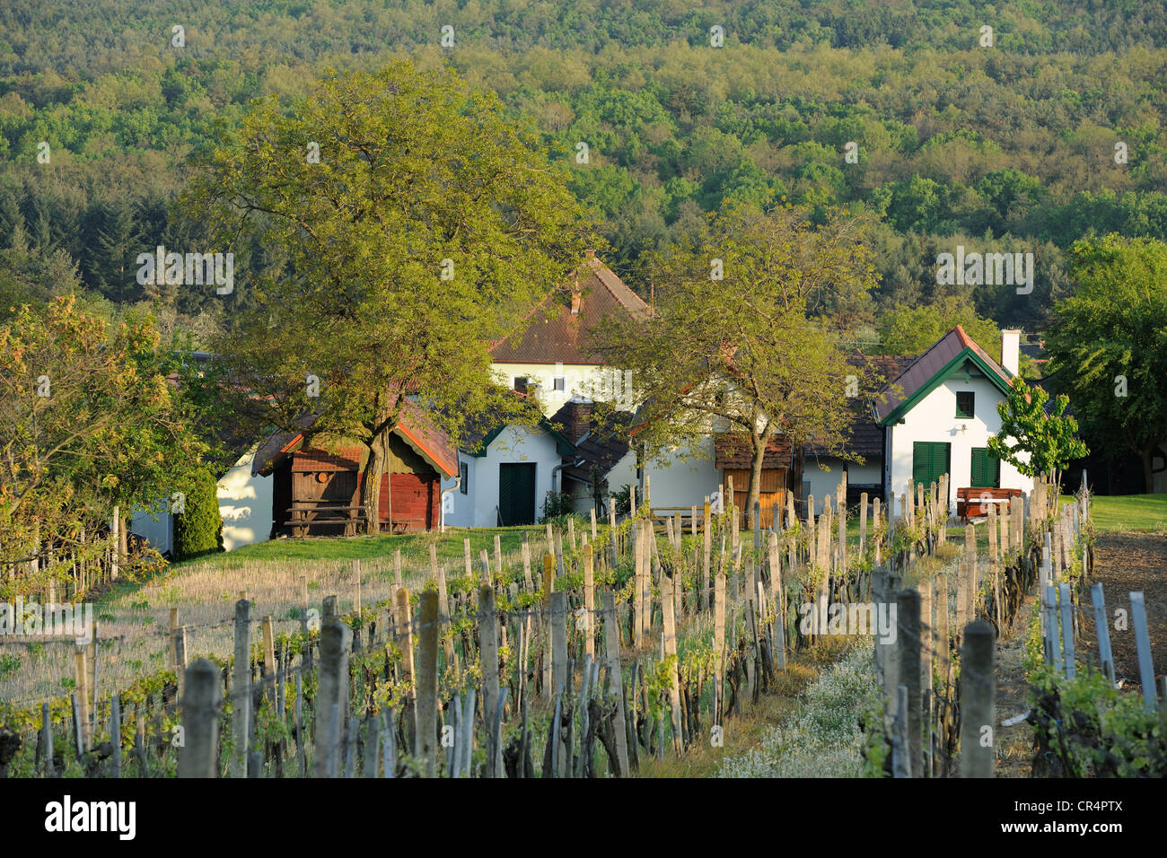 Wine growers' houses on Csaterberg, Kohfidisch, Burgenland, Austria, Europe Stock Photo