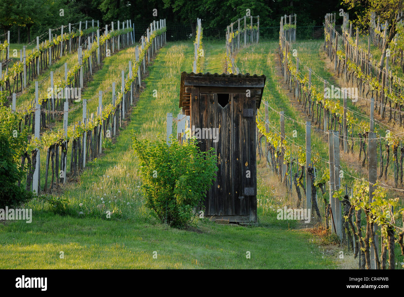 Toilet shack on a vineyard on Csaterberg mountain, Kohfidisch, Burgenland, Austria, Europe Stock Photo