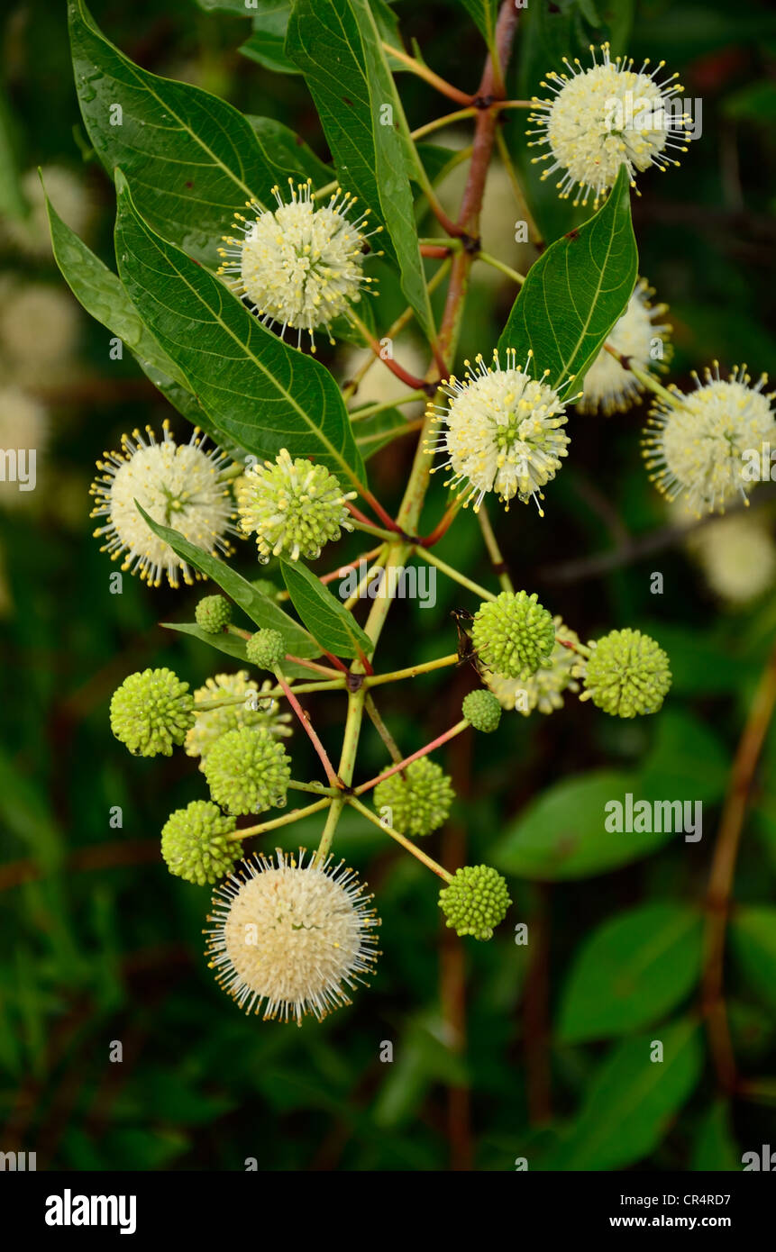 Spherical flowers hires stock photography and images Alamy