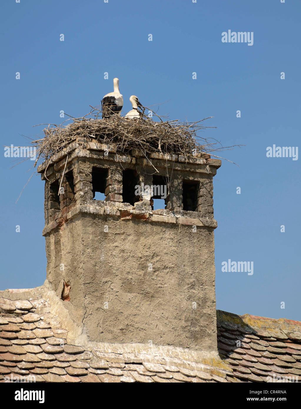 Stork's nest, Sibiu, Romania, Europe Stock Photo