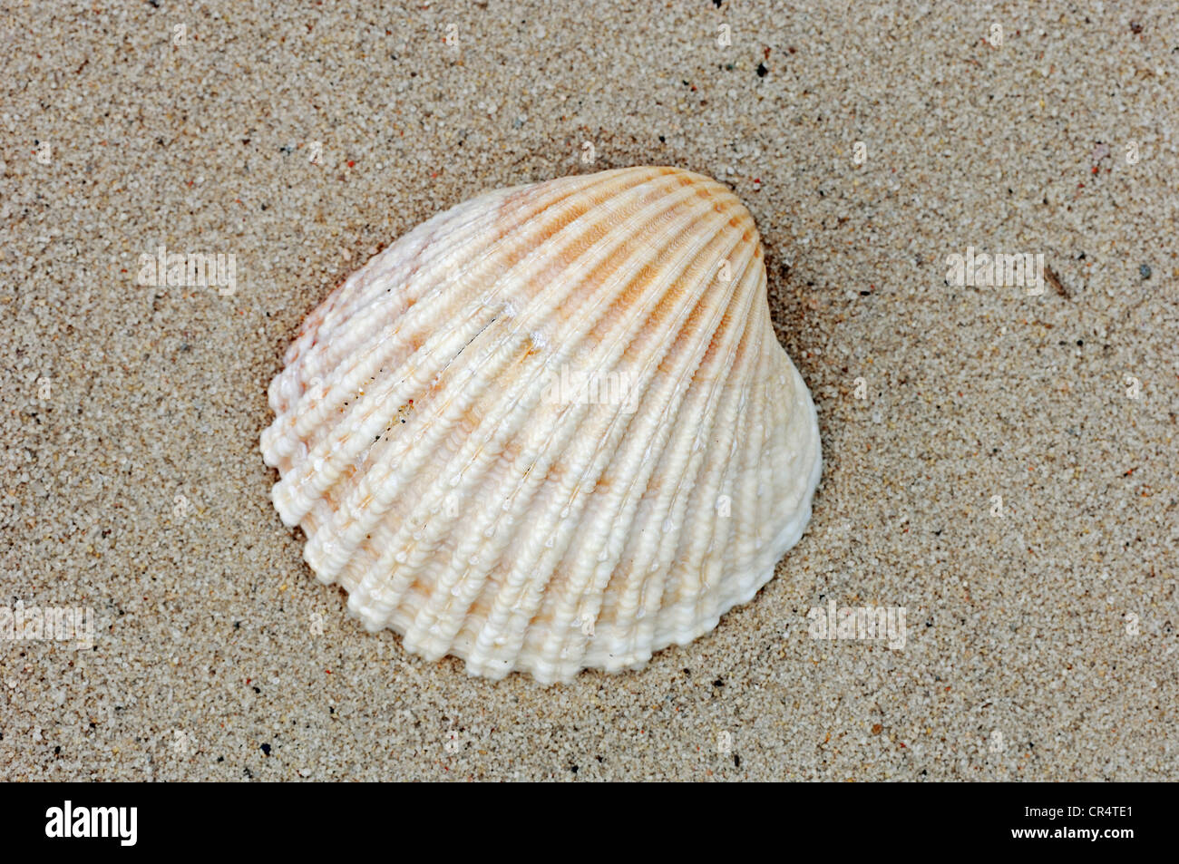 Tuberculate Cockle (Acanthocardia tuberculata), shell, The Netherlands, Europe Stock Photo