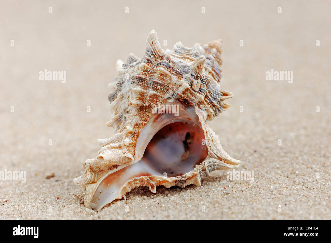 Shell of the Purple Murex or Banded Dye-Murex (Hexaplex trunculus, Murex trunculus), found in the Mediterranean Stock Photo