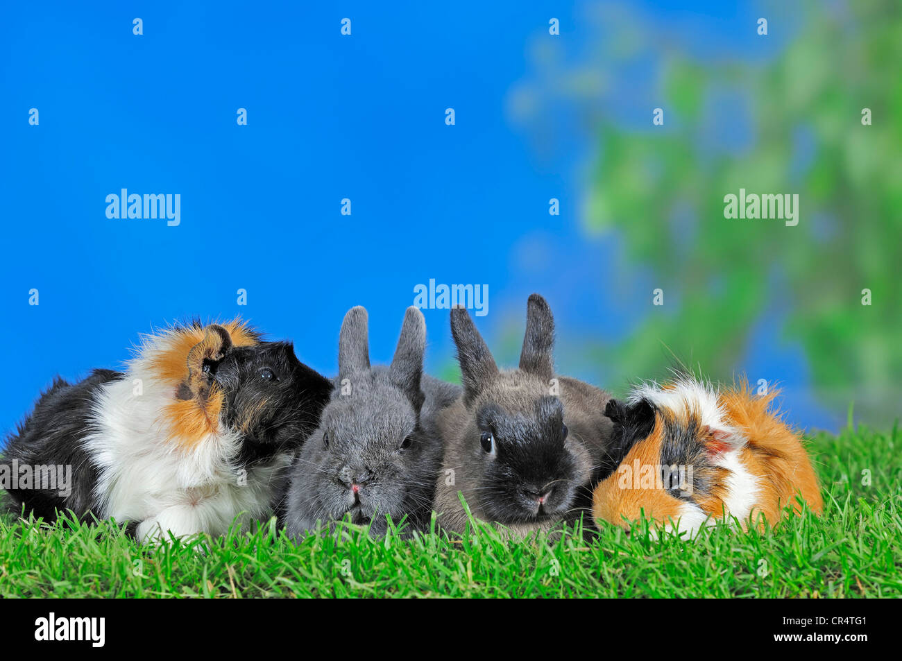 Dwarf Rabbits (Oryctolagus cuniculus forma domestica) and Guinea Pigs