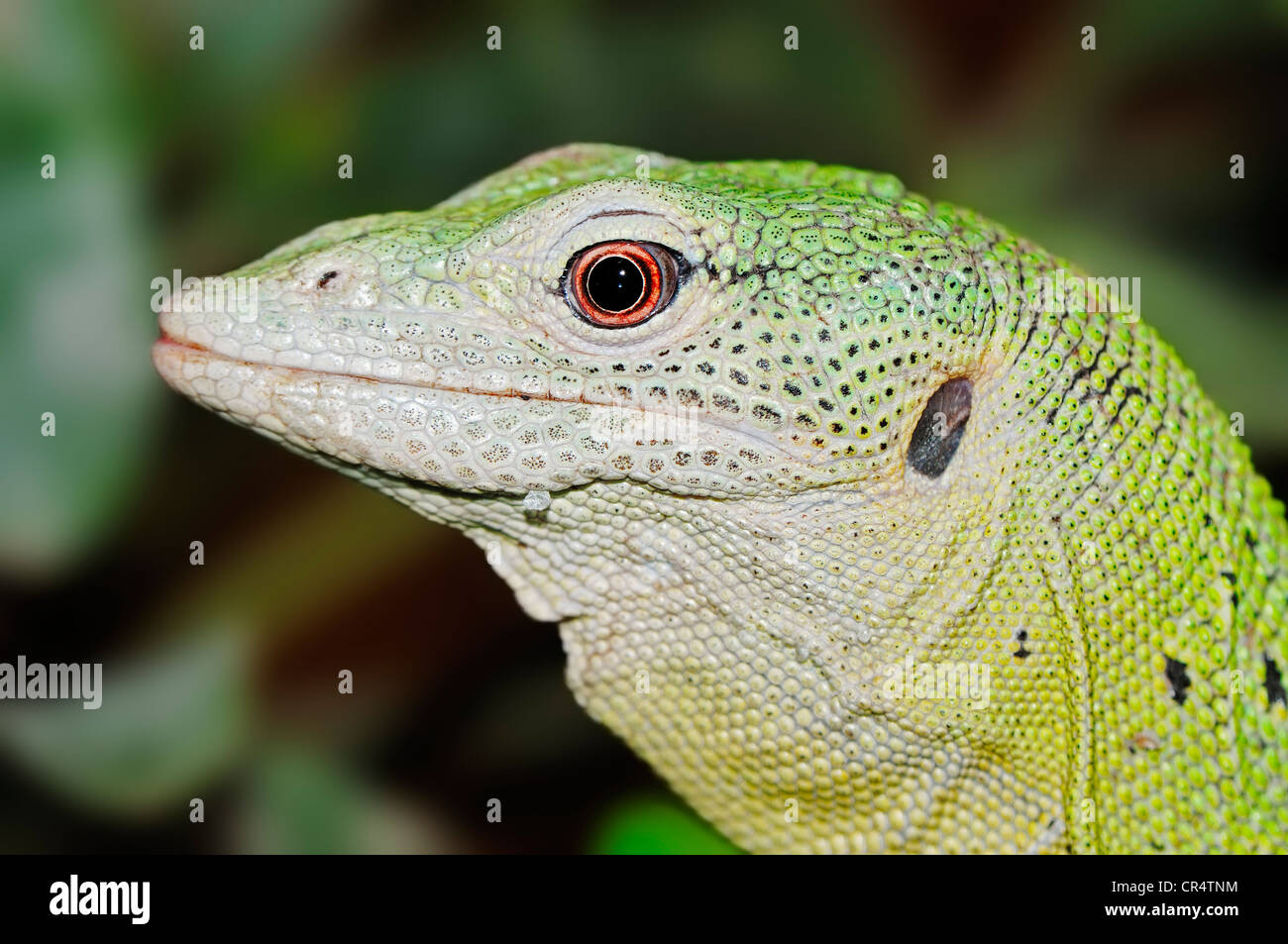 Green Tree Monitor or Emerald Tree Monitor (Varanus prasinus), portrait, native to New Guinea, in captivity Stock Photo