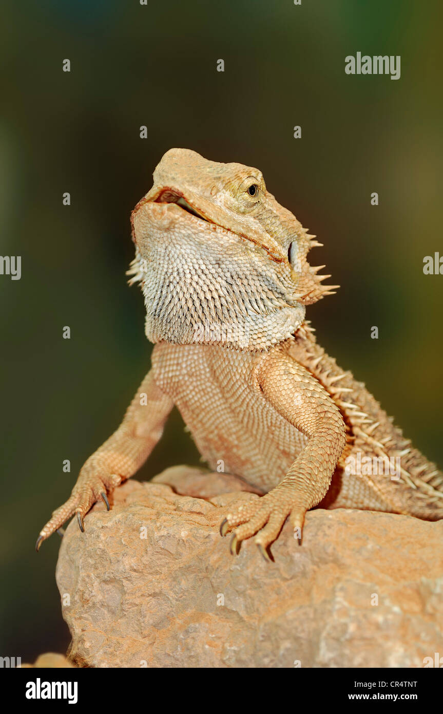 Central Bearded Dragon (Amphibolurus vitticeps, Pogona barbatus), native to Australia, in captivity, Bergkamen Stock Photo