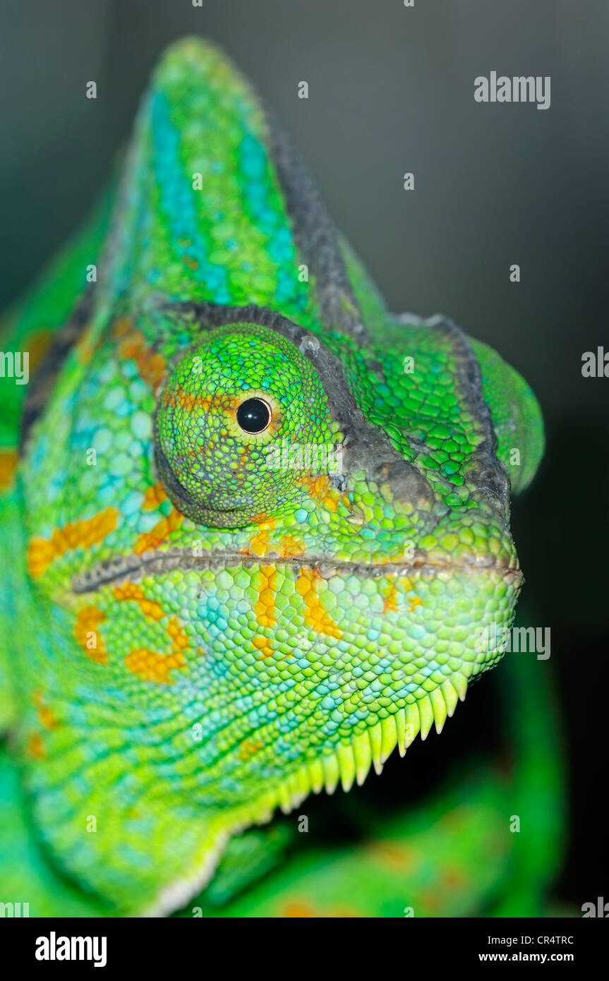Veiled Chameleon or Yemen Chameleon (Chamaeleo calyptratus), portrait ...