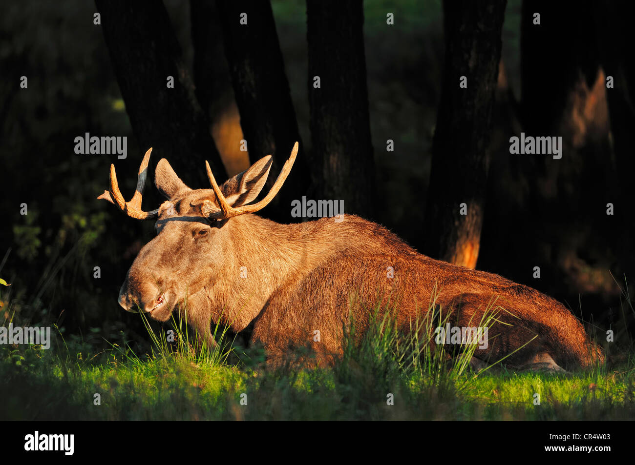 Eurasian Elk (Alces alces alces), bull, in captivity, North Rhine-Westphalia, Germany, Europe Stock Photo