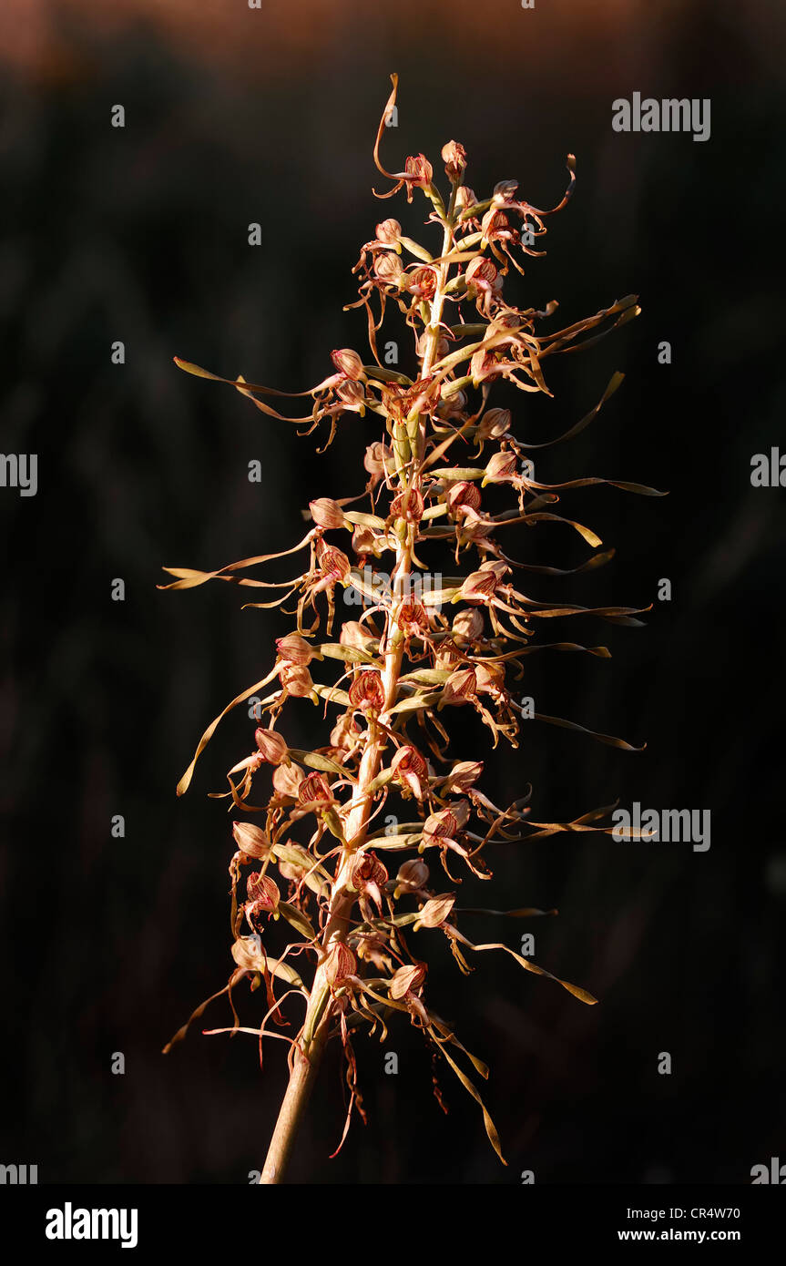 Lizard Orchid (Himantoglossum hircinum, Satyrium hircinum), Provence, southern France, Europe Stock Photo