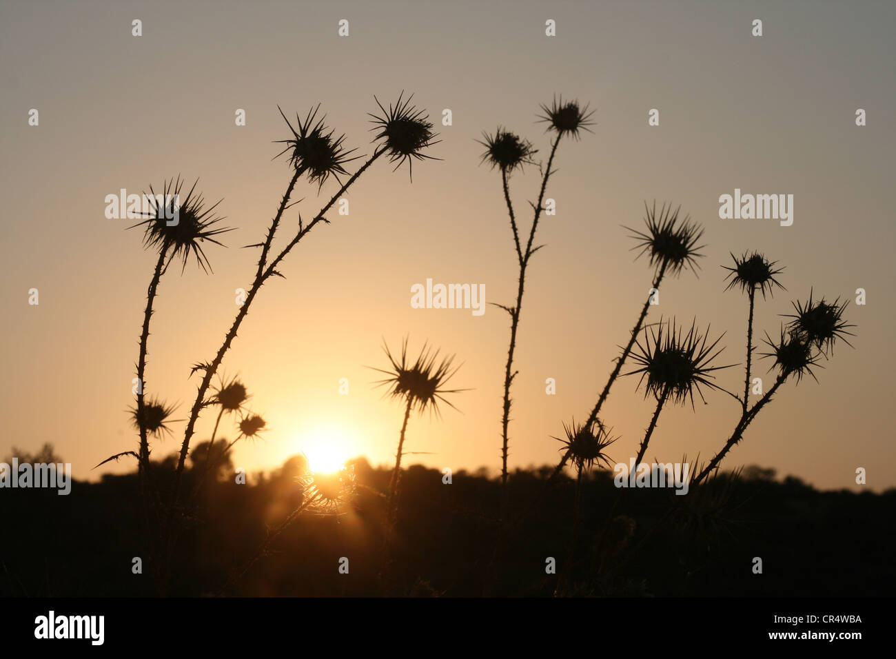 Seed pods on stalks silhouetted against a setting sun Stock Photo